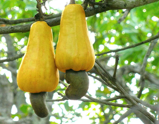 Hybrid Cashew Nut Fruit Plant For Gardening