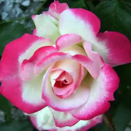 Colour Changing Rose Flower Plant - Naturemart.in