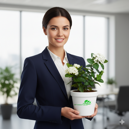 Chinese Ixora Flowers Plant (White) - Naturemart.in