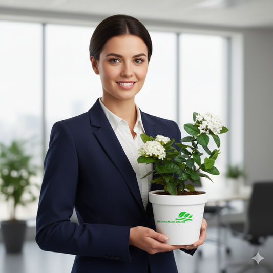 Chinese Ixora Flowers Plant (White) - Naturemart.in