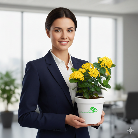 Chinese Ixora Flowers Plant (Yellow) - Naturemart.in