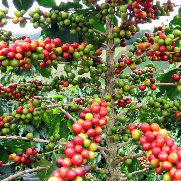 Coffee Fruit Plant Plant For Home Garden - Naturemart.in