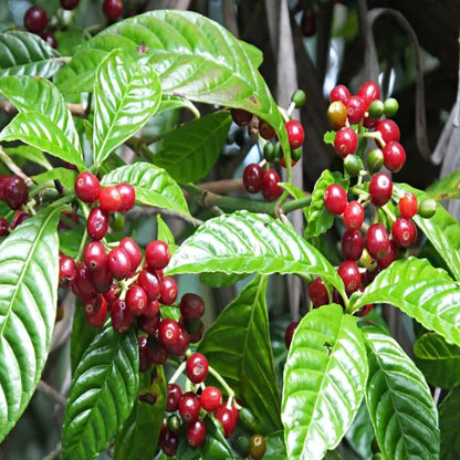 Coffee Fruit Plant Plant For Home Garden - Naturemart.in