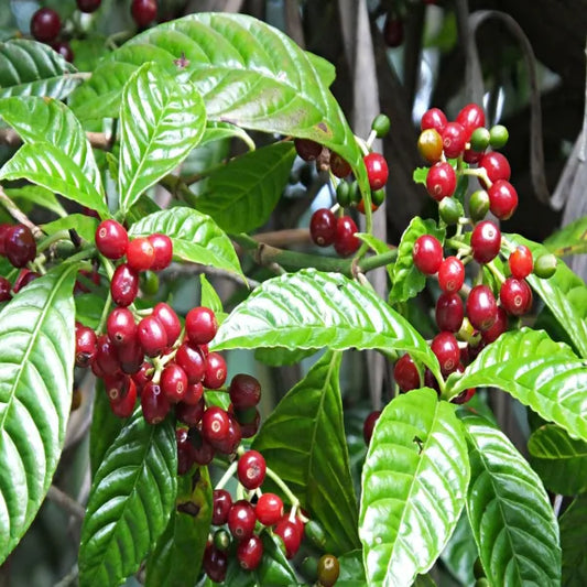 Coffee Fruit Plant Plant For Home Garden - Naturemart.in