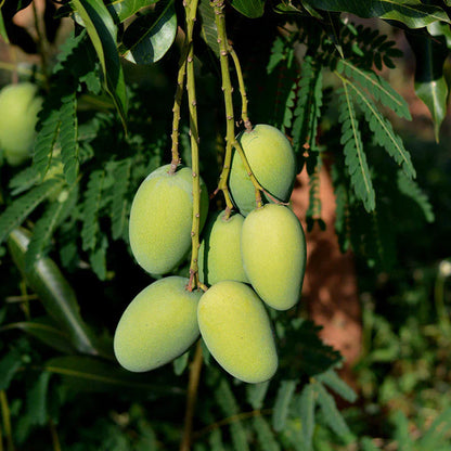 Dasheri Mango Fruit  Plant (Grafted) - Naturemart.in