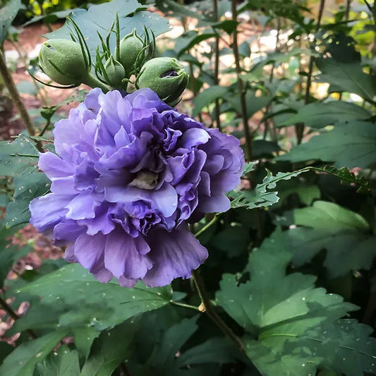 Blueberry Hibscus Flower Plant - Naturemart.in