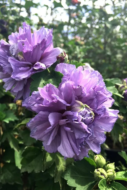 Blueberry Hibscus Flower Plant - Naturemart.in