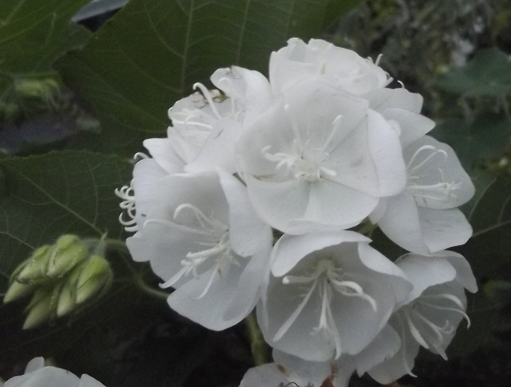 Dombeya- Flowers Plant (White Colour) - Naturemart.in