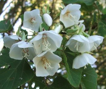 Dombeya- Flowers Plant (White Colour) - Naturemart.in
