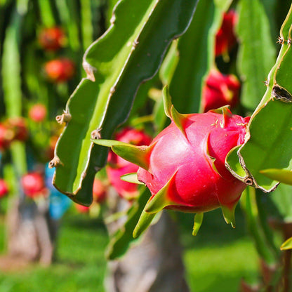 Dragon Fruit Plant For Home Garden - Naturemart.in