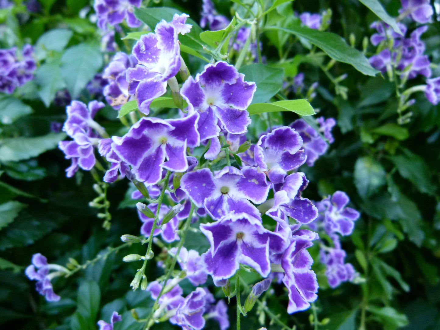Duranta erecta (Sky Flower) Dwarf Flower Plant