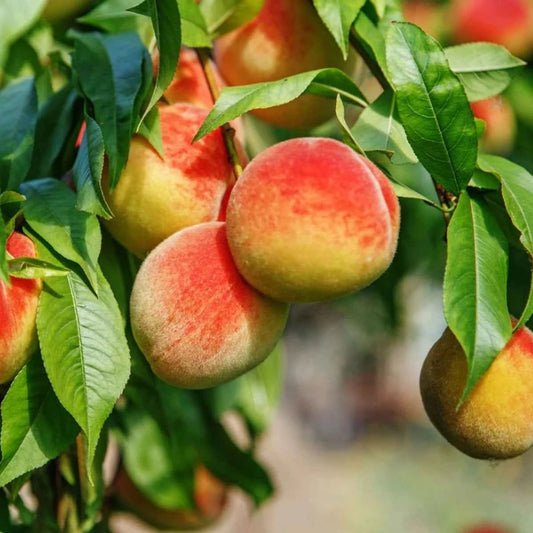 Hybrid Peach Fruit Plant For Gardening