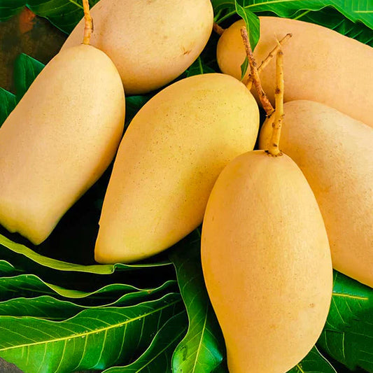 Nam Doc Mai Mango Grafted  plant - Naturemart.in