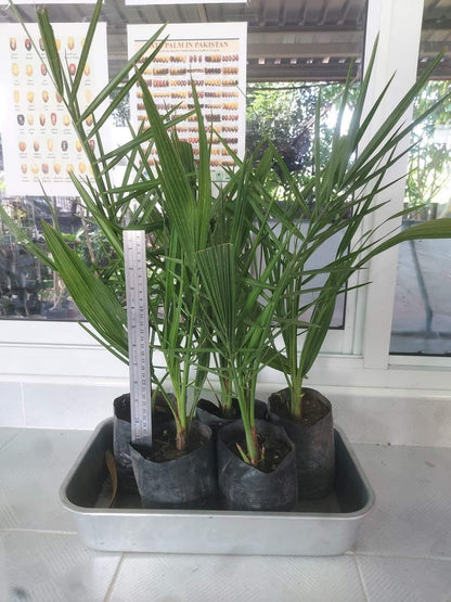 Arabian hybrid date plant - Naturemart.in