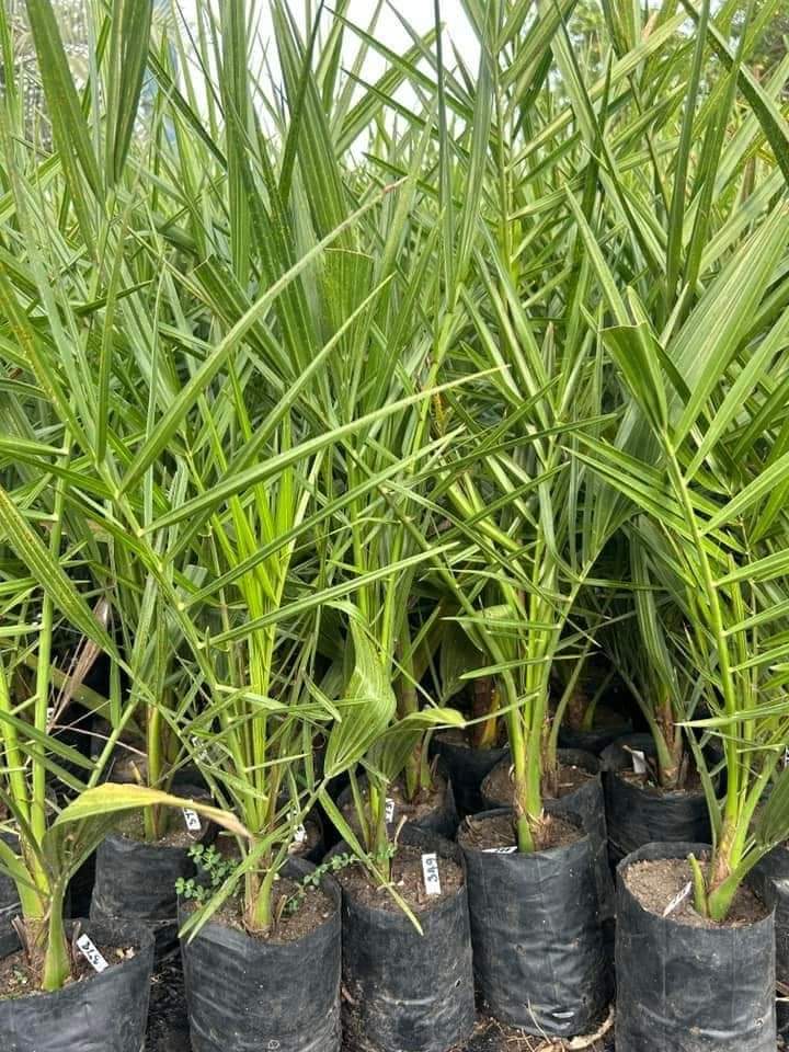 Arabian hybrid date plant - Naturemart.in