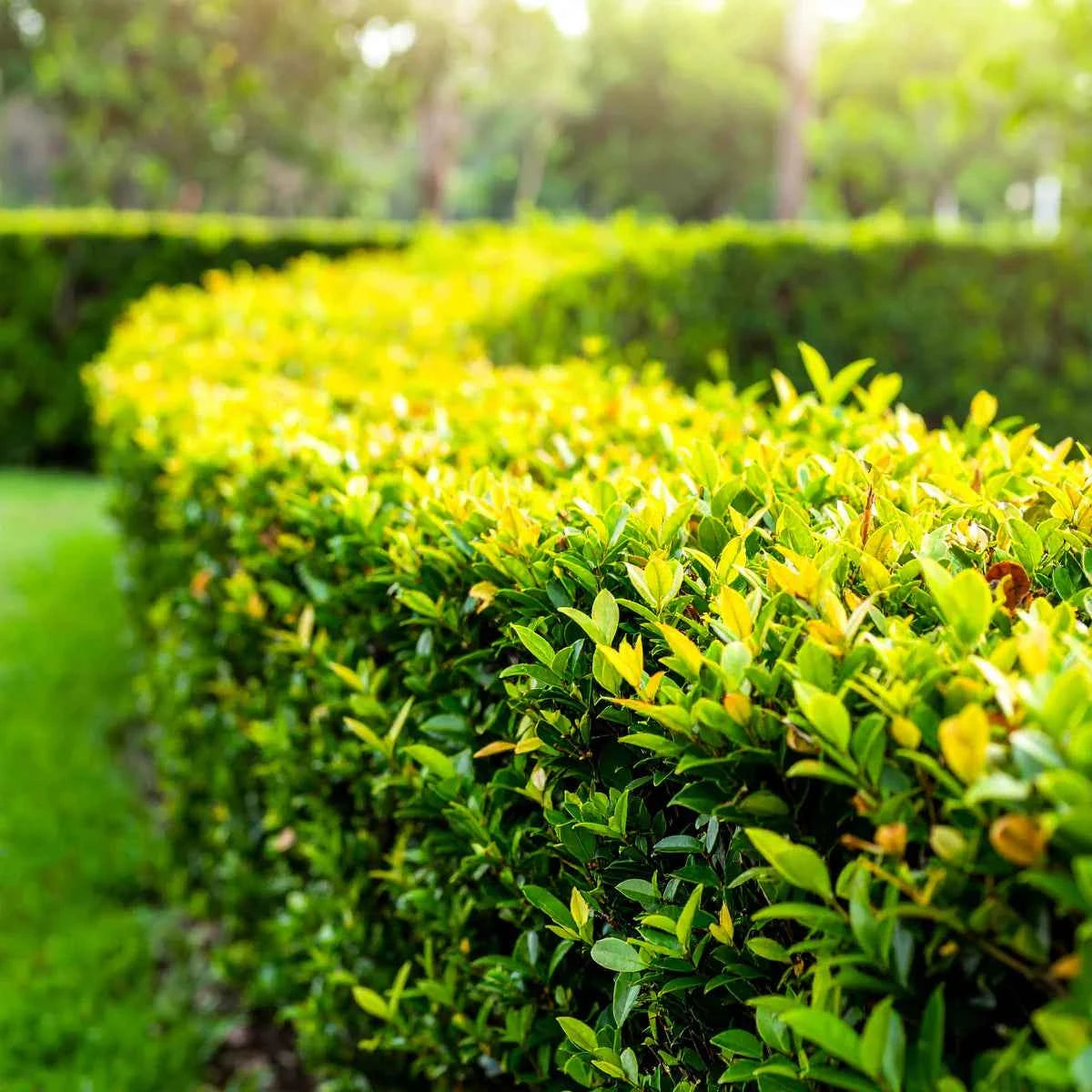 Duranta erecta (Sky Flower) Dwarf Flower Plant