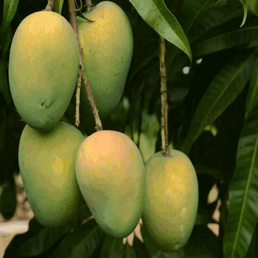 Gourmati Mango Fruit Plant (Grafted) - Naturemart.in