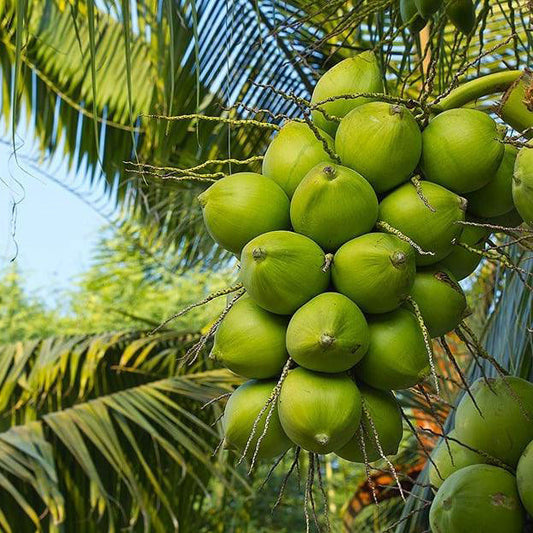 Ganga Bardhan Coconut Fruit Plant - Naturemart.in