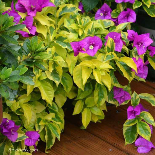 Golden Jackpot Bougainvillea Plant