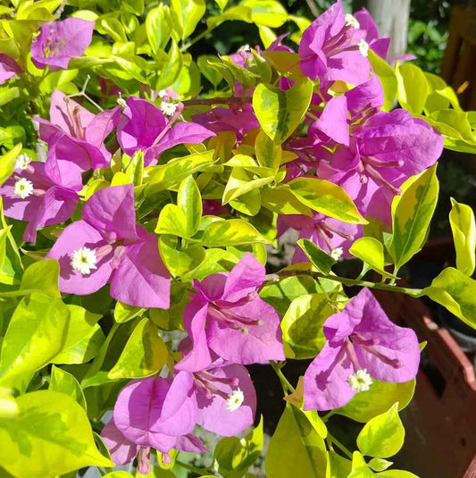 Golden Jackpot Bougainvillea Plant