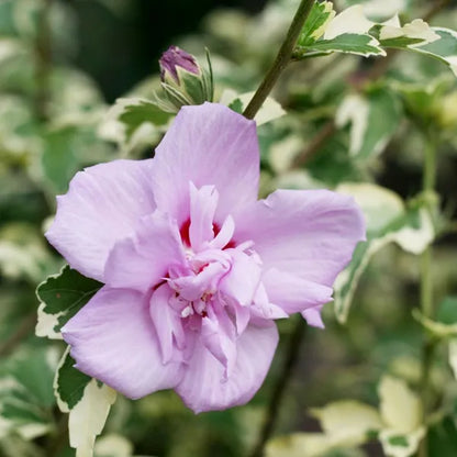 Summer Ruffle Hibiscus Flower Plant - Naturemart.in