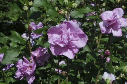 Summer Ruffle Hibiscus Flower Plant - Naturemart.in