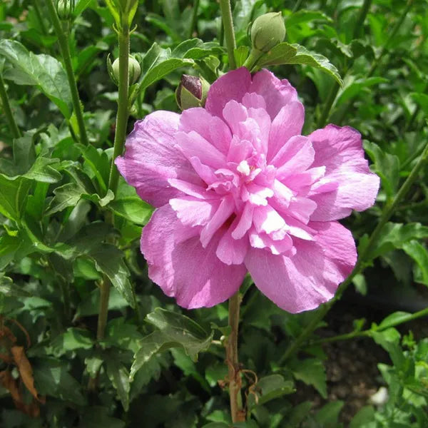 Summer Ruffle Hibiscus Flower Plant - Naturemart.in