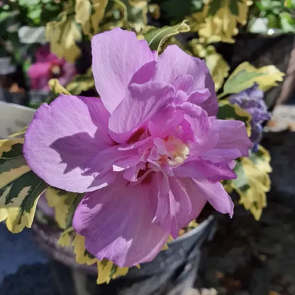 Summer Ruffle Hibiscus Flower Plant - Naturemart.in