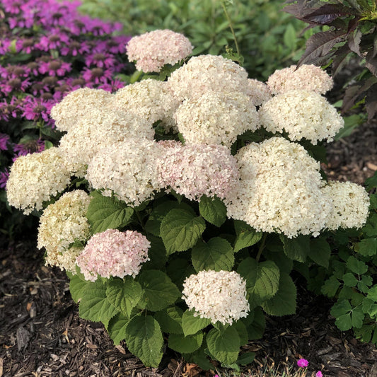 Hydrengea Flowers Plant-White Colour - Naturemart.in