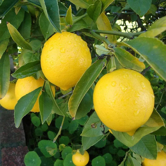 All Time Kagaji Lemon Plant - Naturemart.in