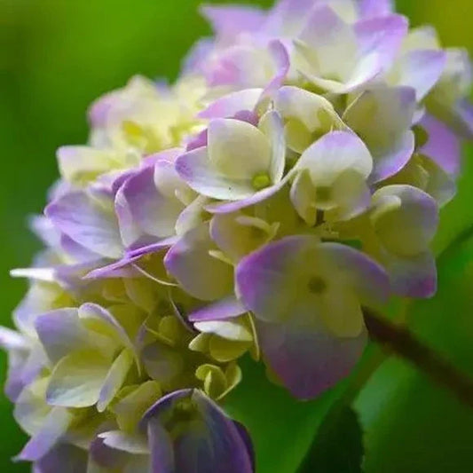 Hybrid Hydrangea Plant For Gardening - Naturemart.in