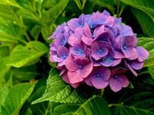 Hybrid Hydrangea Plant For Gardening - Naturemart.in