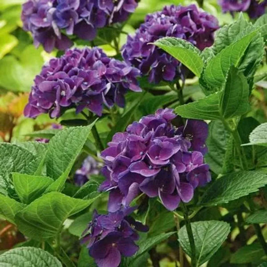 Hybrid Hydrangea Plant For Gardening - Naturemart.in