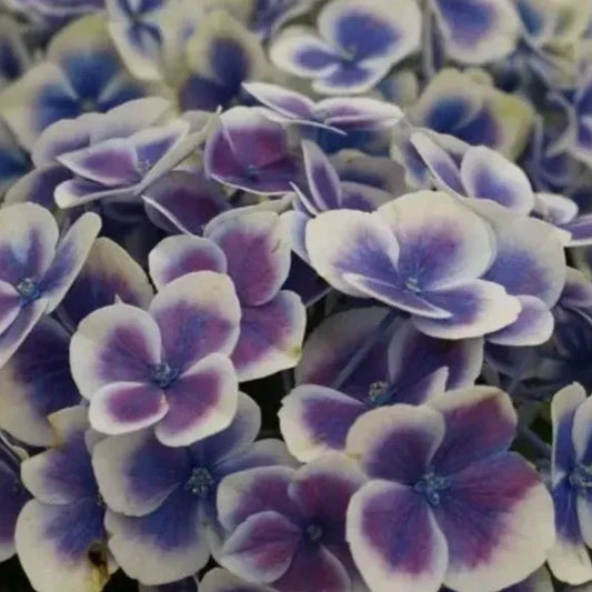 Hybrid Hydrangea Plant For Gardening - Naturemart.in