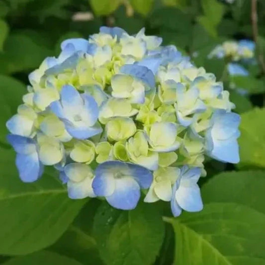 Hybrid Hydrangea Plant For Gardening - Naturemart.in
