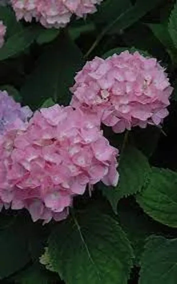Hybrid Hydrangea Plant For Gardening - Naturemart.in