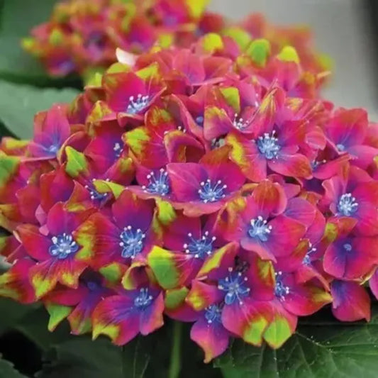 Hybrid Hydrangea Plant For Gardening - Naturemart.in