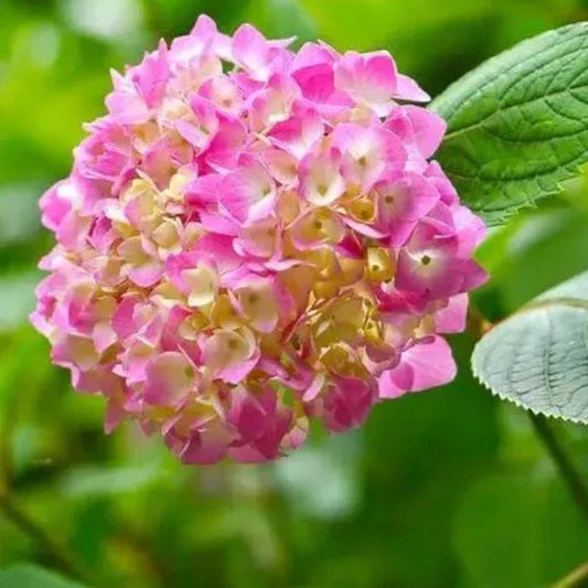 Hybrid Hydrangea Plant For Gardening - Naturemart.in