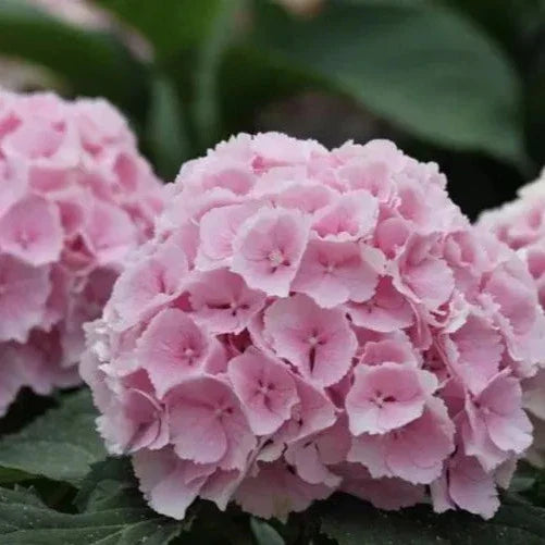 Hybrid Hydrangea Plant For Gardening - Naturemart.in