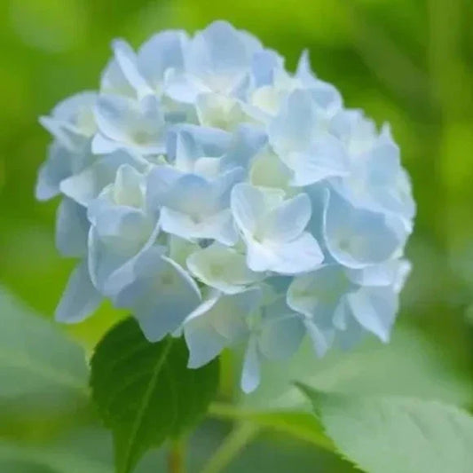 Hybrid Hydrangea Plant For Gardening - Naturemart.in