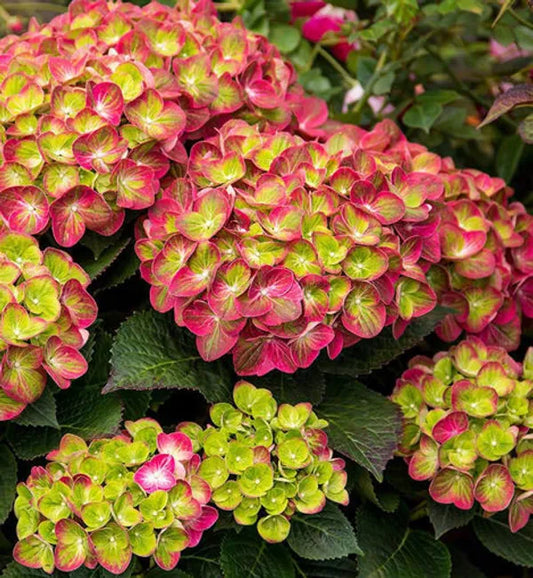 Hybrid Hydrangea Plant For Gardening - Naturemart.in