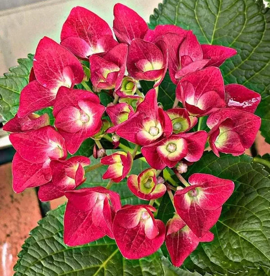Hybrid Hydrangea Plant For Gardening - Naturemart.in