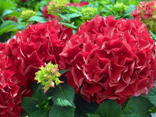 Hybrid Hydrengea Flowers Plant - Naturemart.in