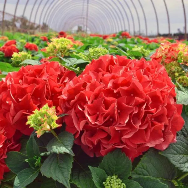 Hybrid Hydrengea Flowers Plant - Naturemart.in