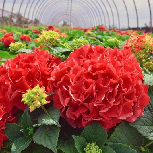 Hybrid Hydrengea Flowers Plant - Naturemart.in