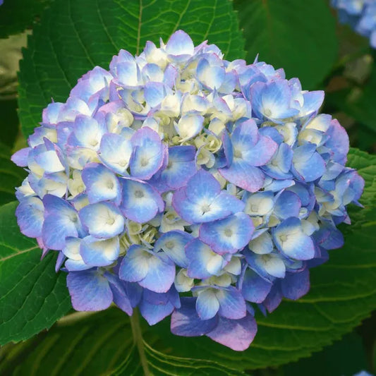 Hybrid Hydrangea Plant For Gardening - Naturemart.in