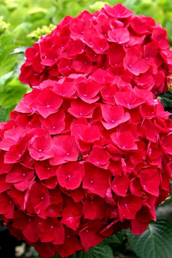 Hybrid Hydrengea Flowers Plant - Naturemart.in