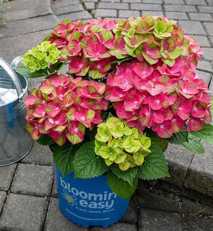 Hybrid Hydrangea Plant For Gardening - Naturemart.in