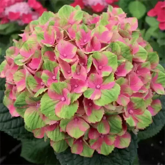 Hybrid Hydrangea Plant For Gardening - Naturemart.in