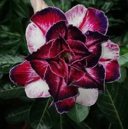 Rose Variety Adenum Flower Plant For Home Garden - Naturemart.in
